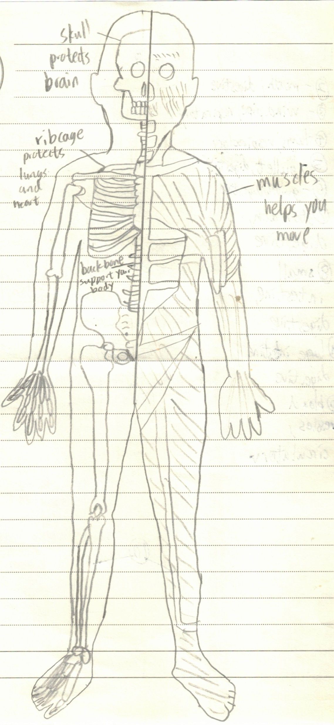 Human Body 1