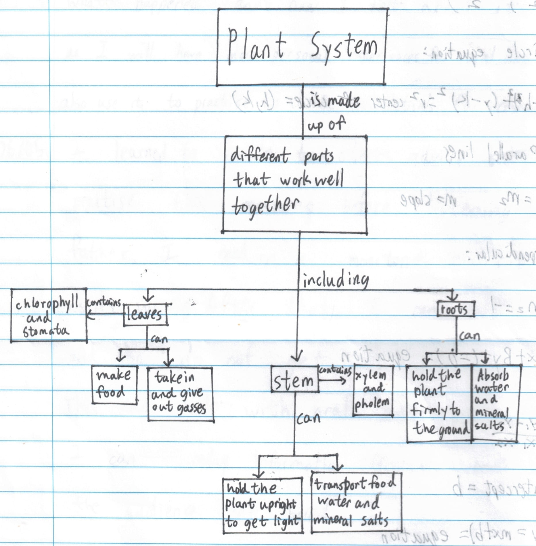 Plant System Mindmap