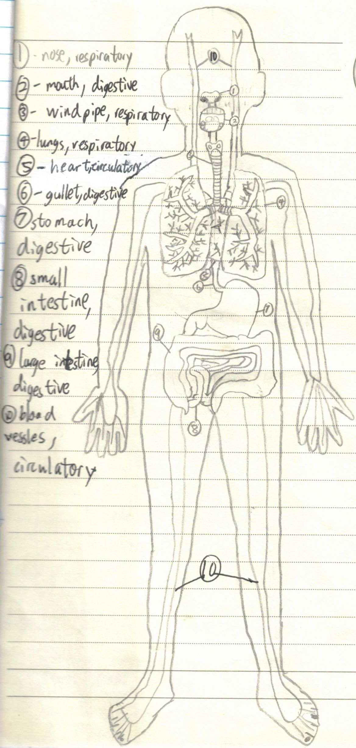 Human Body 2