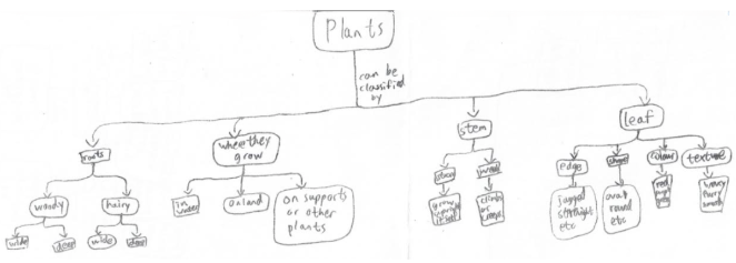 mind map on how to classify plants